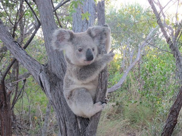 Viaje Canguros y Koalas